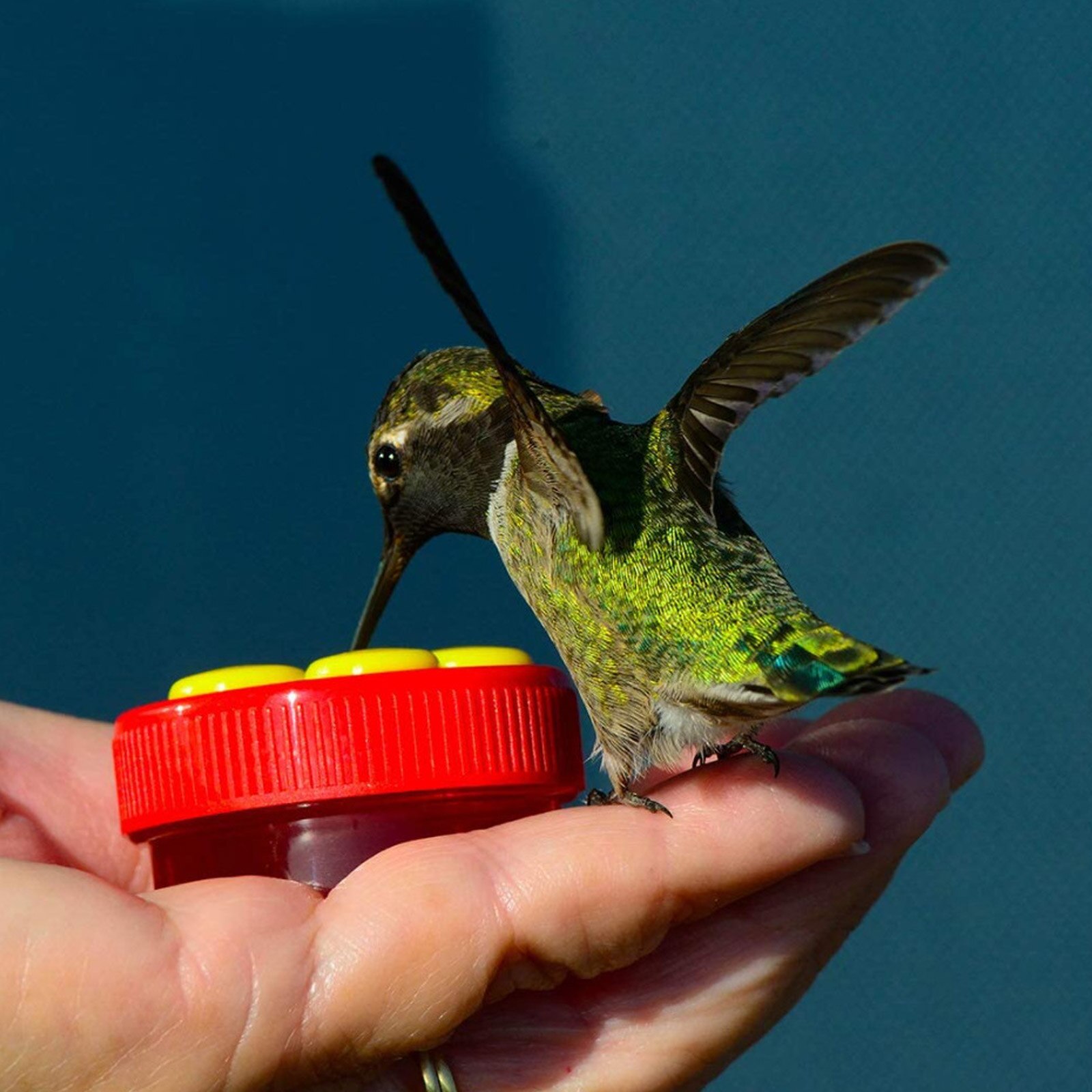 4 Feeding Ports Outdoor Feed Bird Tool Lightweight Durable Hanging Lazy Automatic Garden Bird Feeder