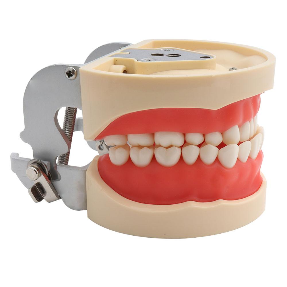 Dental Teaching Model Teeth Model Standard Model with 32 Screw-in Teeths Demonstration Soft Gum