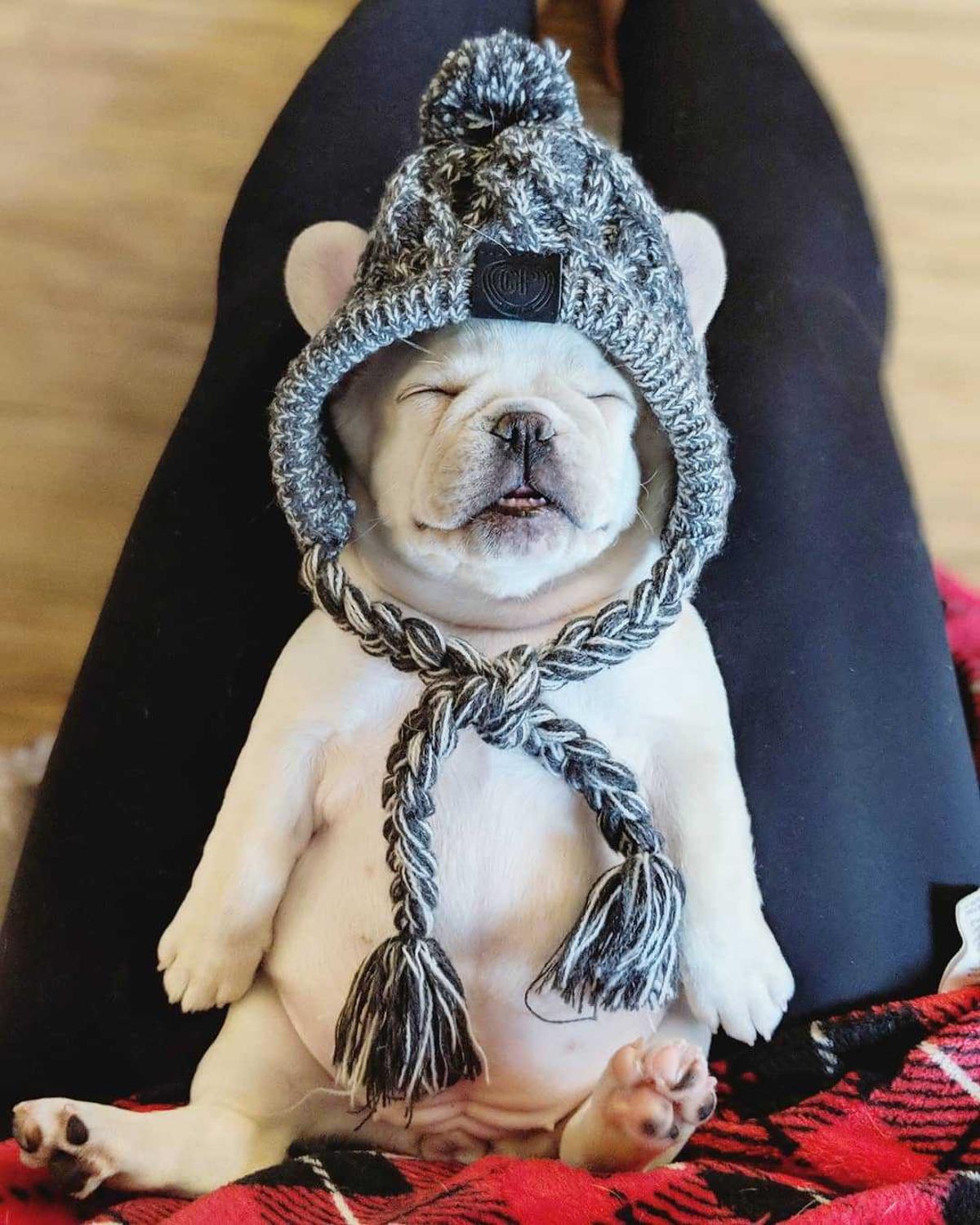 Cálidos gorros de invierno para perro, sombrero de punto a prueba de viento para Bulldog Francés, bola esponjosa para cachorro, accesorios para mascotas
