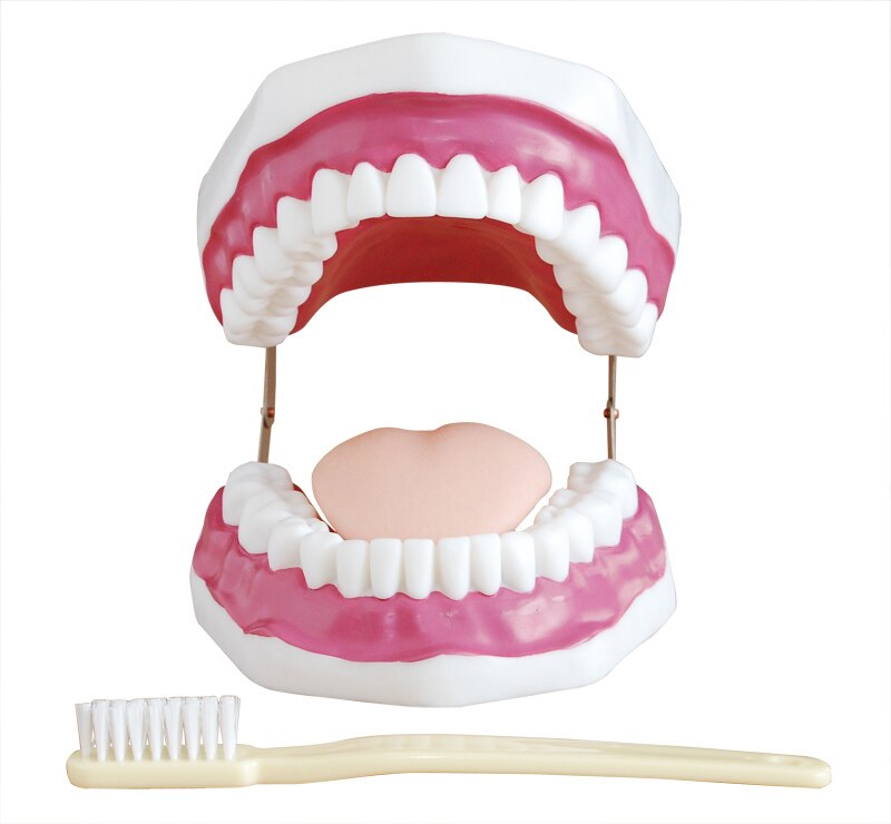 Oral Dental Care Model, Tanden Model, Tanden Care Model (5x Vergroting)