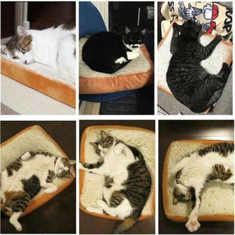 Toast brød katt pute hund matte kjæledyr senger rekvisita kittle myk pute plysj sete
