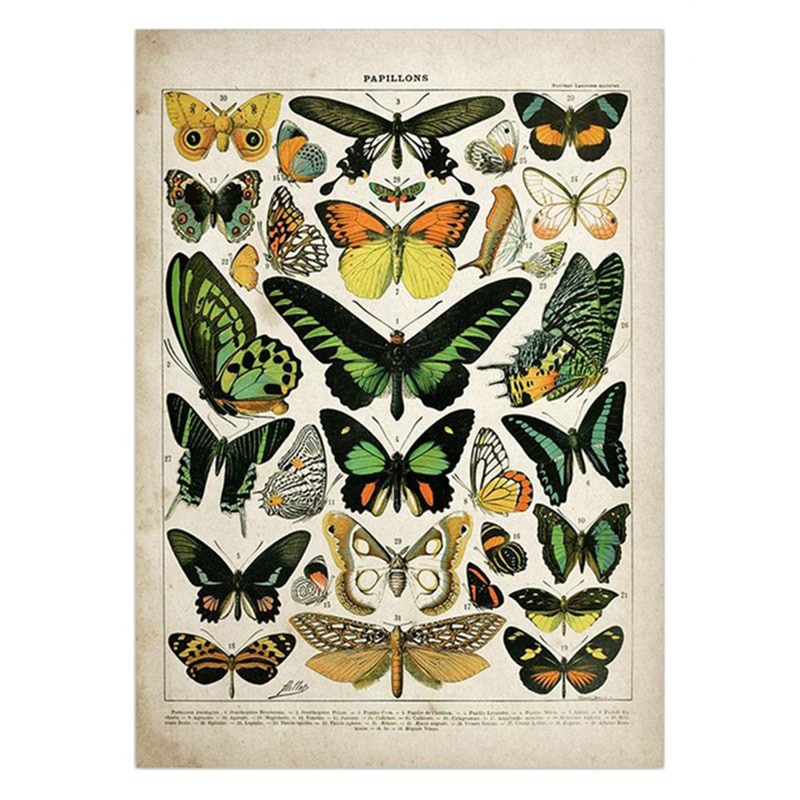 Vintage Adolphe Millot Encyclopedia Posters Butterfly Mushrooms Herbs Flowers Insect Classic Wall Stickers Vintage Poster