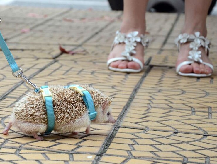 Adjustable hedgehog Harness for Training Playing traction rope