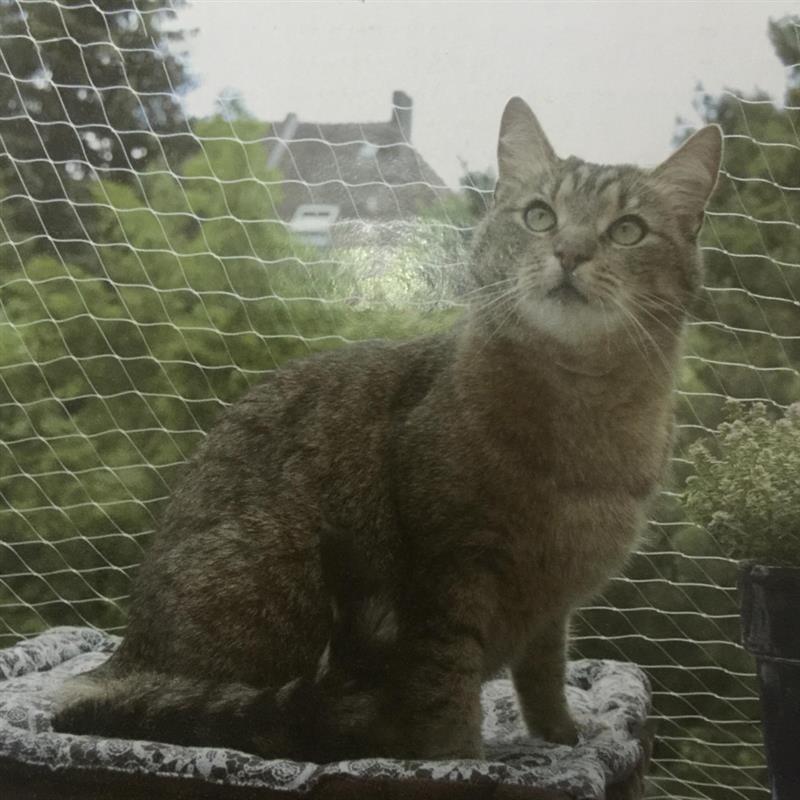 8x3m Anti-Cat Net Balcony Protective Net UV Resistance Nylon Pet Fence Dogs Safety Net Home Gardening Cat Door Puppy Gate