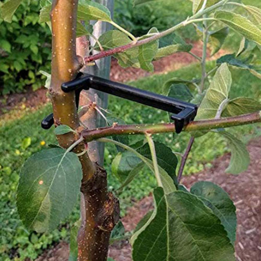 Support de Branches d'arbre fruitiers Support de plante épandeur de Branches de fruits cadre de Support de branche d'arbre pour les Branches d'arbre fruitiers de cour Fixe 25 pièces