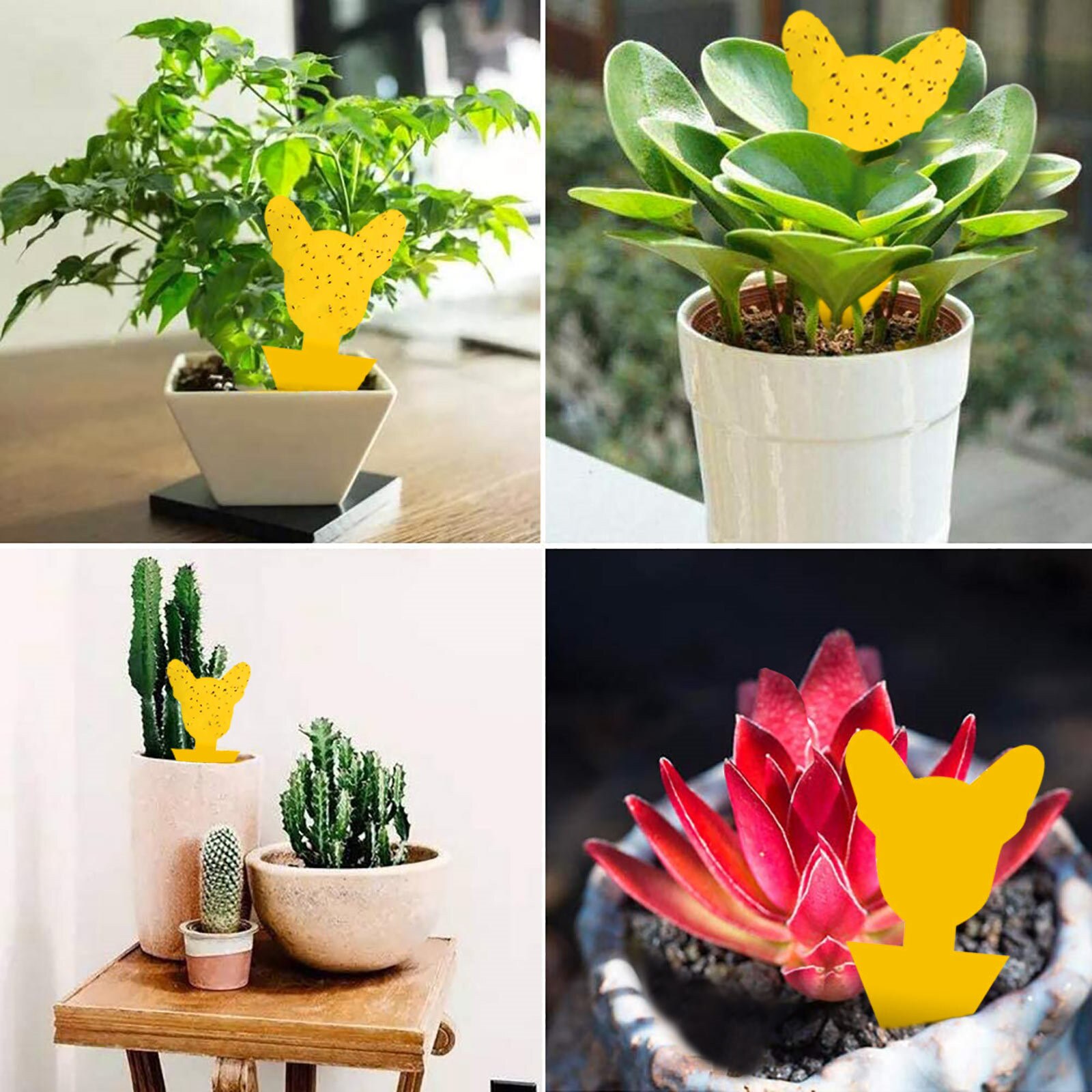 Trapping tools for flying insects in courtyard Double sided sticky board for garden insects Outdoor fruit fly armyworm board