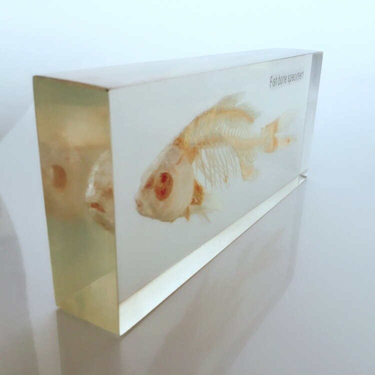 Fish Skeleton Embedded Specimen Transparent Resin Real Fish Bones Animals Skeleton Specimen Model Biology Anatomy Teaching Aids