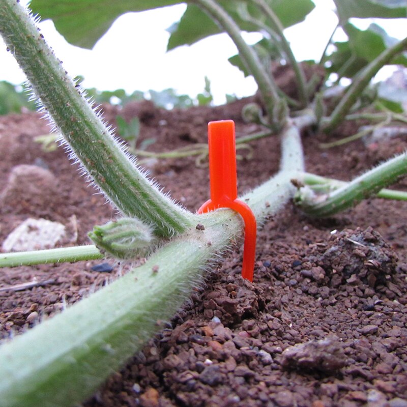 Pince de fixation fraise fourchette fixe | Stolons en plastique de fixation, Agriculture serre de jardin, vigne plantes de plantation, outils de plantation