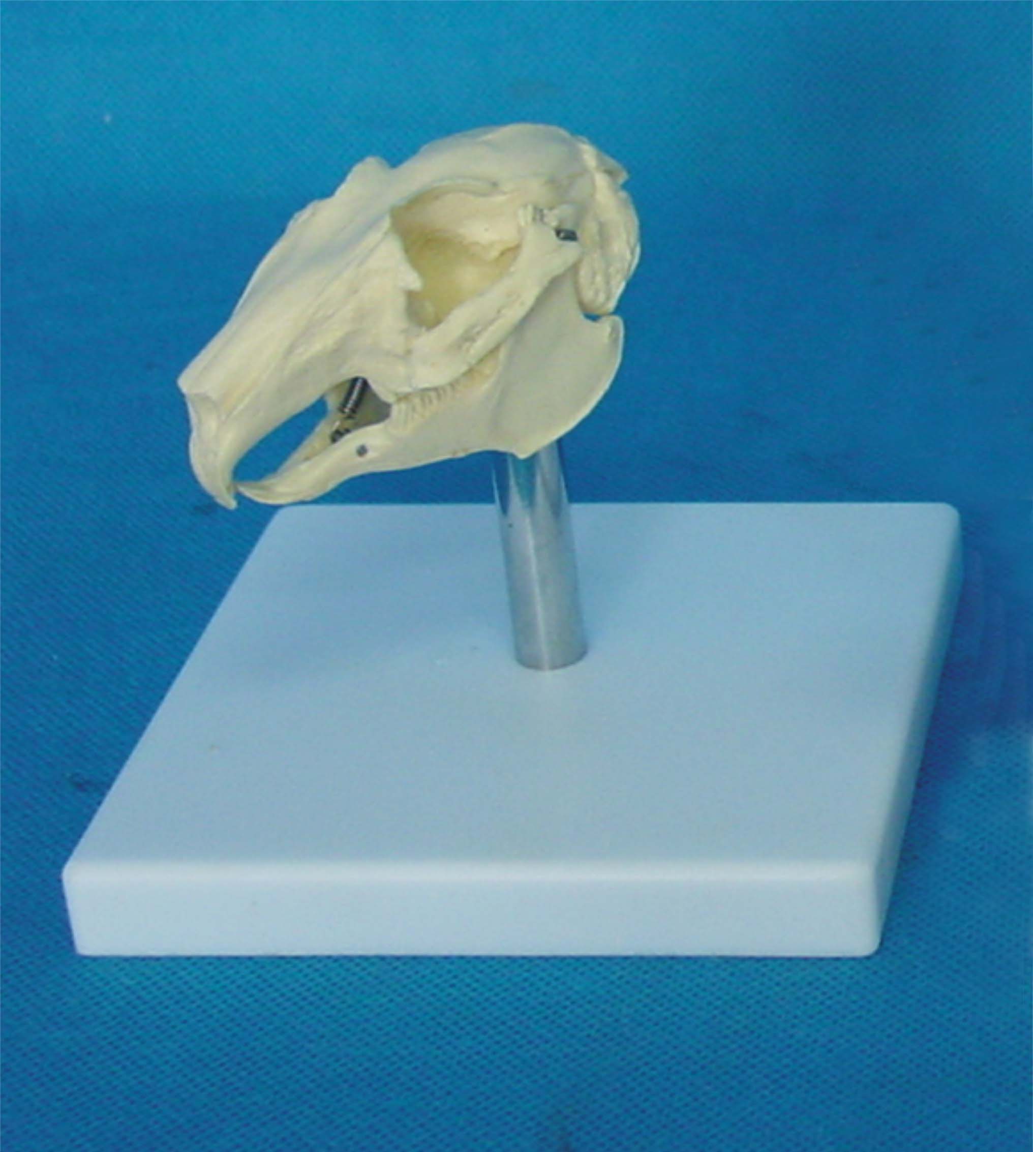 Konijn Hoofd Bone Schedel Skelet Model Medische Onderwijs Veterinaire Anatomie Dier Skelet Model Veterinaire
