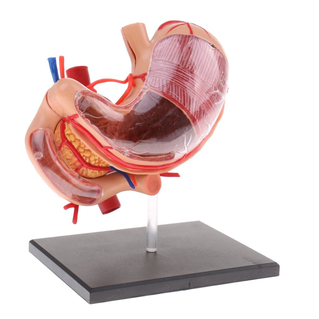 2: 3 Human Stomach Model Digestive System Structure Anatomical Model for School Teaching Tool Learning Display Lab Supplies