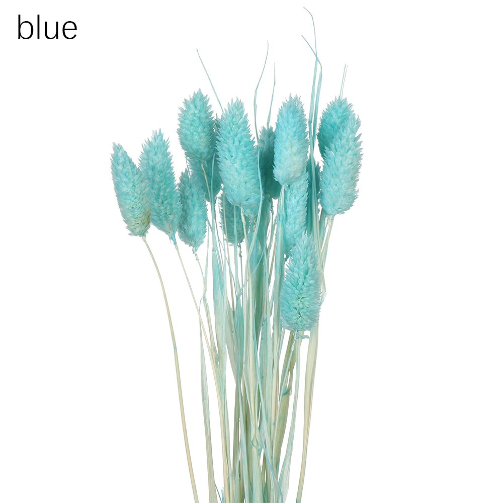 50 st kawaii glad blomma naturlig liten torkad blomma pressade torkade blommor mini dekorativt arrangemang foto bakgrundsdekoration