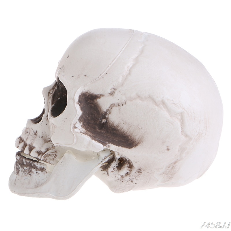 Skalle dekor rekvisit skelett huvud plast halloween dag kaffe barer prydnad