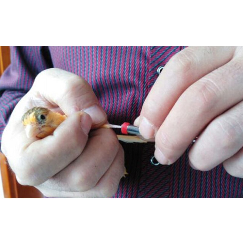 100 stk fuglring benbånd til papegøje finke kanariefugl diameter 2mm 3mm fugl fodring