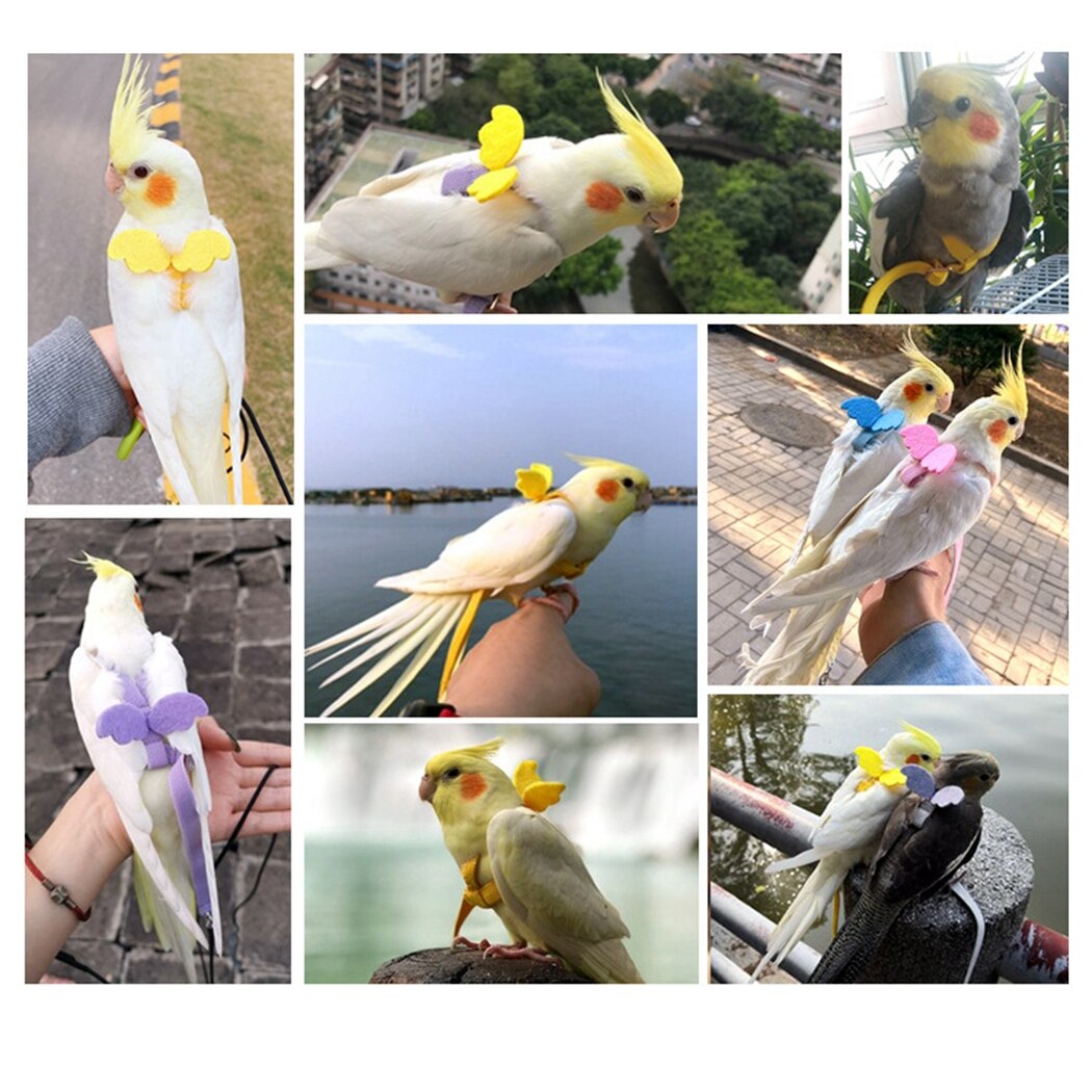 Ensemble de harnais et laisse pour perroquet, corde d'entraînement en vol en plein air réglable avec aile pour petits et moyens oiseaux, perruche de calopsitte