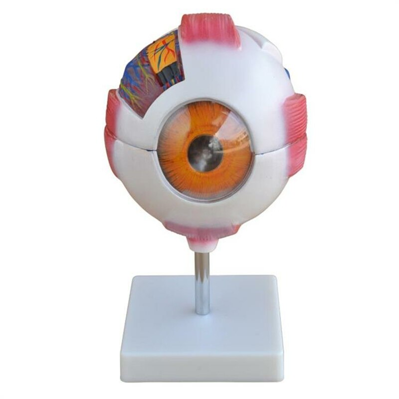 Medische Wetenschap Onderwerp Anatomisch Serie Giant Eye Model Voor Onderwijs