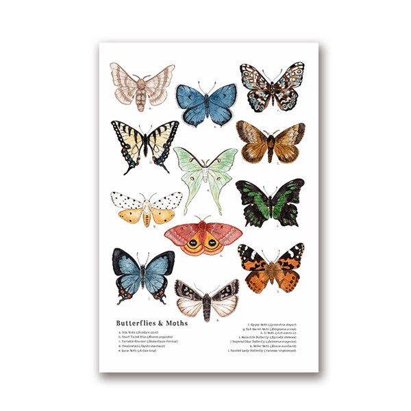 Vlinders En Motten Canvas Art Prints Insect Natuur Muur Foto Educatief Poster Kleuterschool Decor Poster Kraftpapier: 42x30cm No Frame