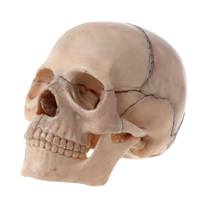 15 unids/set 4D desmontar calavera anatómica modelo desmontable herramienta de enseñanza W8ED