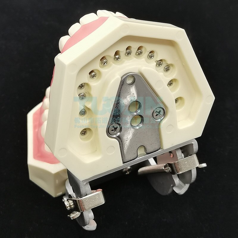 Dental Tooth Model Dental Model Oral Teaching Resin Teeth With 28 Removable Typodont Teeth Dentistry Material For Students