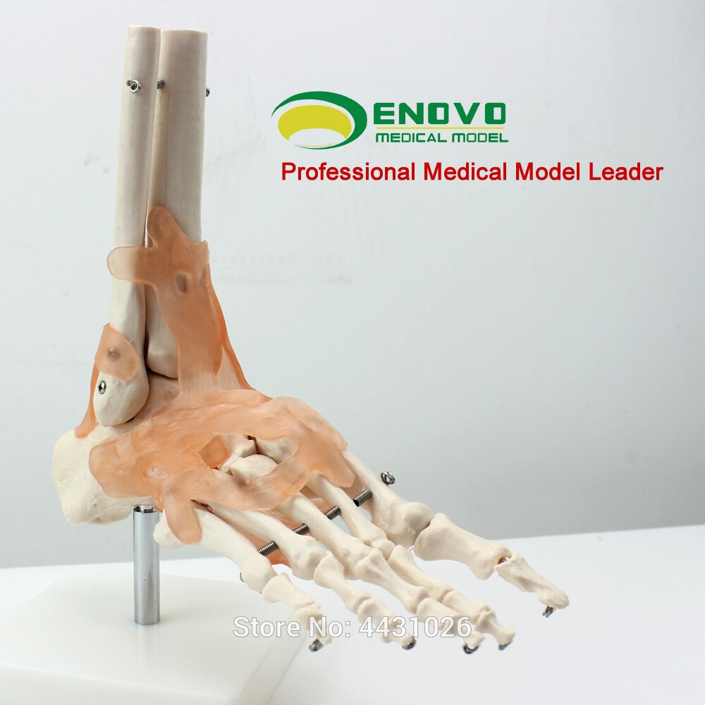 ENOVO Een anatomisch model van de menselijke voet gezamenlijke van de menselijke voet joint
