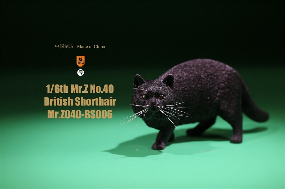 Mr.Z Studio 1:6 British Shorthair Cat Figure Cute Pet Animal Model Collector Toys Gfit Simulation Home Decoration Unisex