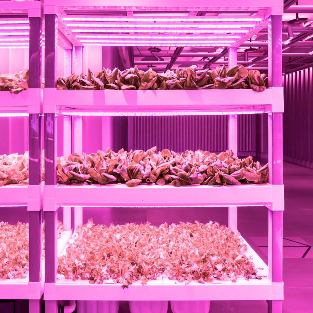 Lámparas de crecimiento de luces para plantas, tira de luz Led de espectro completo para interiores, conectar en SeriesMax, lámpara de plantas de 12 LED para jardinería y Succul