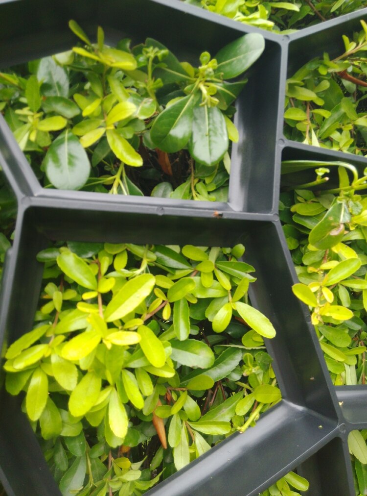 Driveway Patio Concrete Stepping Stone Path Walk Maker Paving Pavement Mold