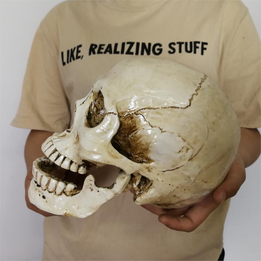 Réplica de cabeza humana de resina, modelo médico Lifesize, Decoración de casa de Halloween, arte decorativo, Cráneo 22x15x17CM