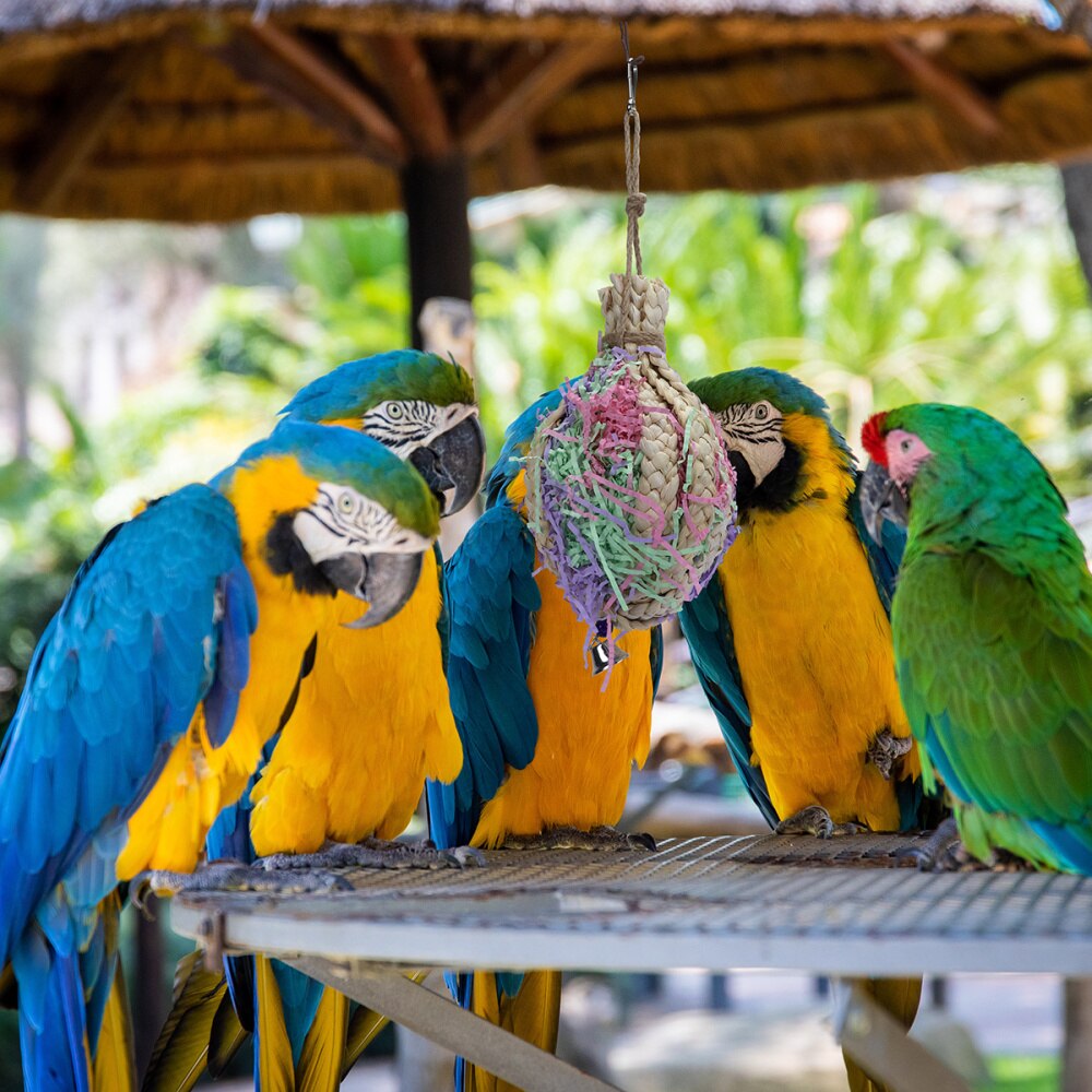 Oiseau perroquet jouets à mâcher paille oiseau morsure pour perruche perruche: Default Title
