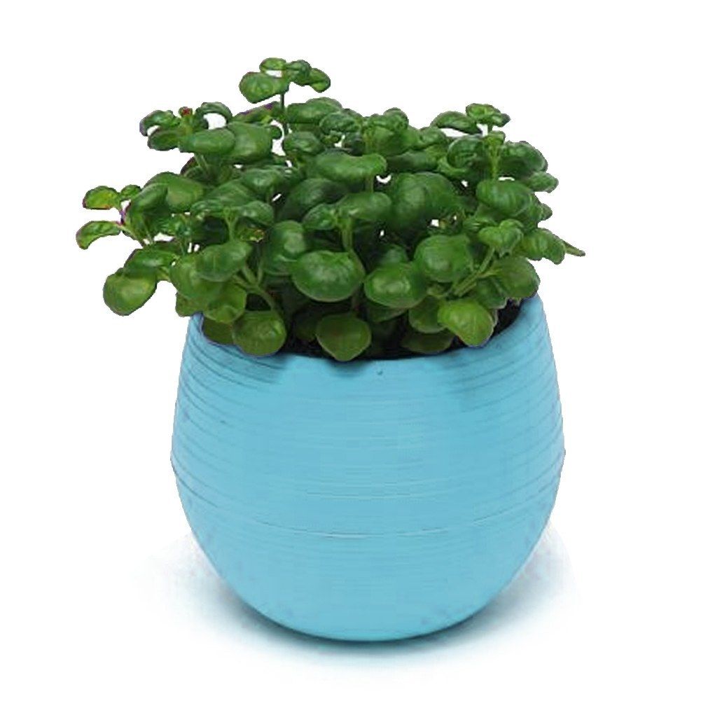 Eco-friendly Mini Colourful Round Plastic Plant Flower Pot Garden Home Office Decor Planter Desktop Flower Pots: Blue