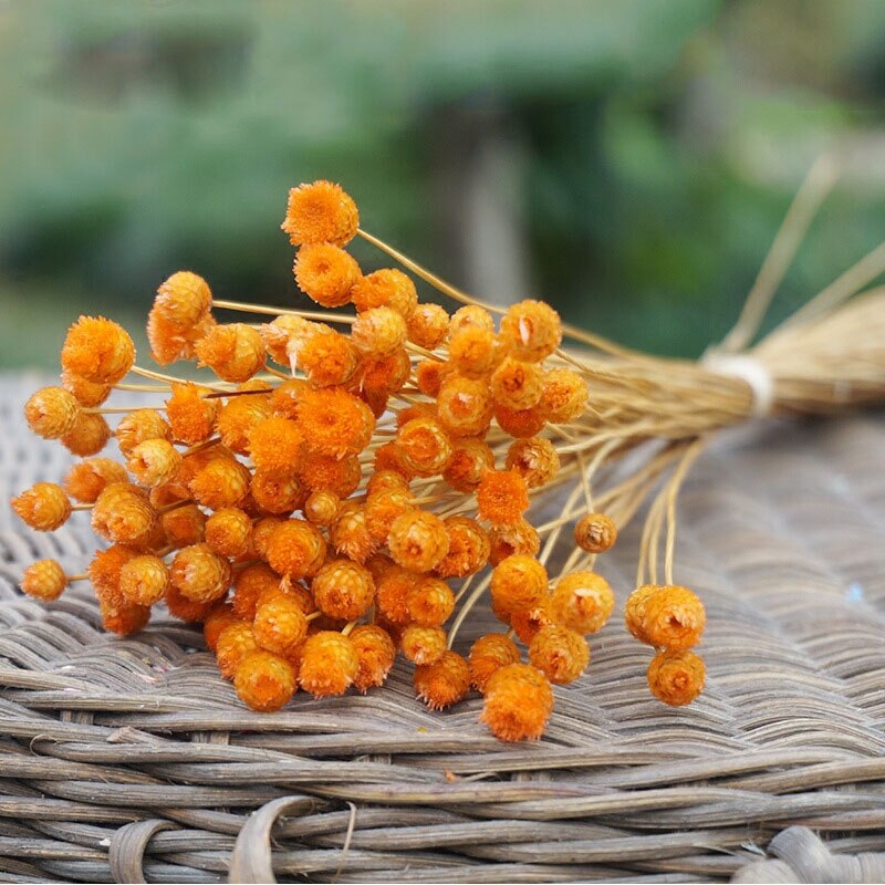 Dreamtop Natuurlijke geperste gedroogde bloemen, echte bloemen en bladeren, reliëf, mini-vlinders, zelfklevend, met pincet voor kunst, doe-het-zelf, hars, scrapbooking, handwerk, kaartmaken