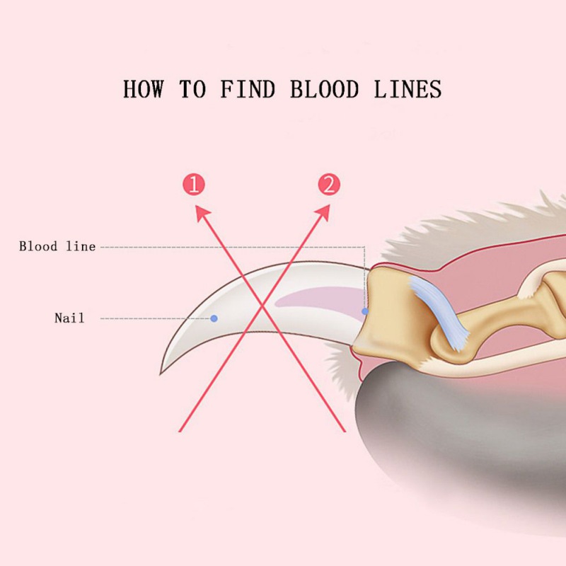 Professionele Hond Nagelknipper Cutter Rvs Grooming Schaar Clippers voor Dieren Katten met Lock Maat S M