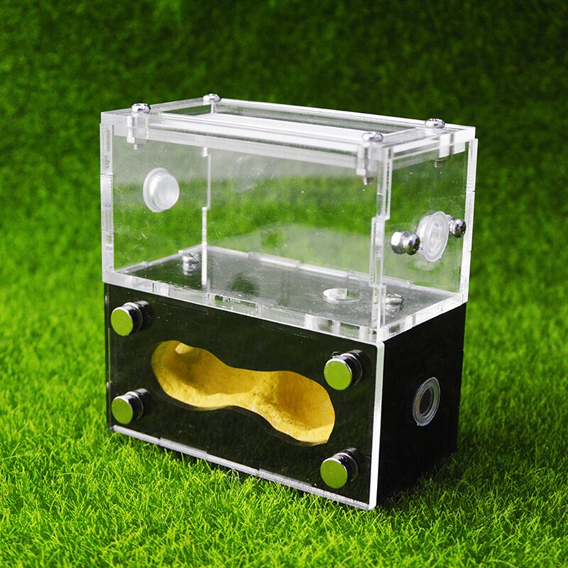 Bionic Acrylic Plaster Anthill Ant Pet Ant Farm Small Colony of Ants Feeding Box Insect Terrarium