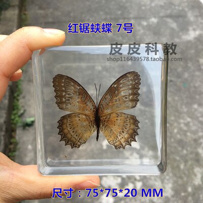 Animal Specimen Onderwijs Kinderen Speelgoed Dier Vlinder Hars Specimen Amber Goederen Van Voor Display Eerder Dan Voor Dragonfly: Mottled
