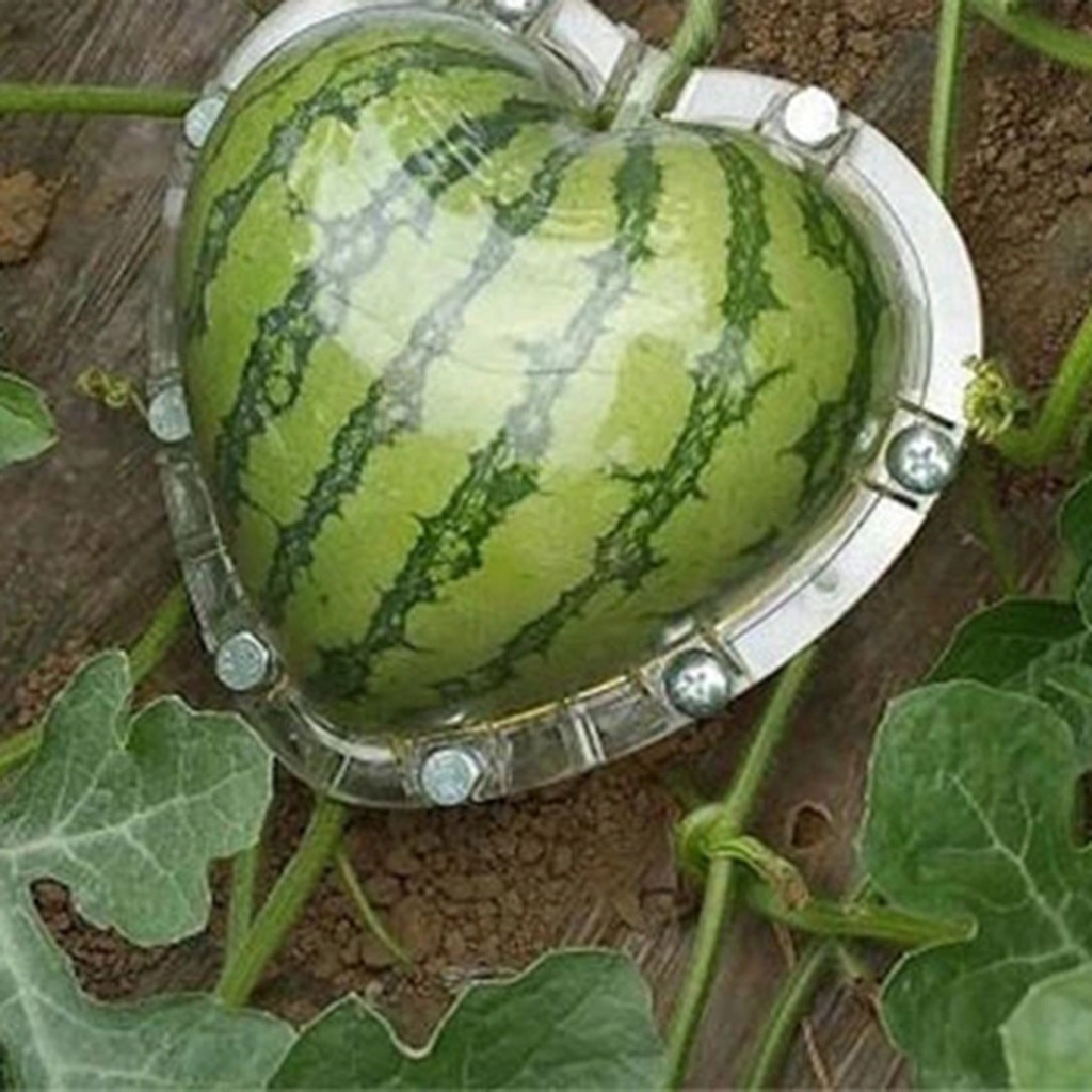 Garden Fruit Styling Mold heart shaped Watermelon growth molds Styling Die Heart Shaped Watermelon Mould Fruit Tree#0703G30