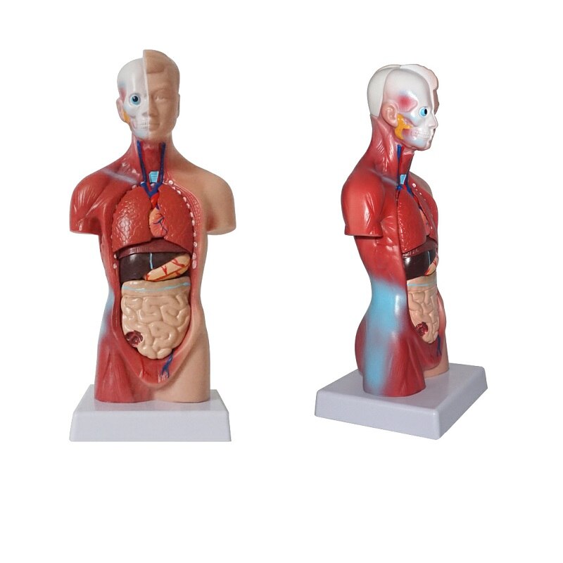 Menselijk Lichaam Model Torso Anatomie 15 Verwijderbare Onderdelen