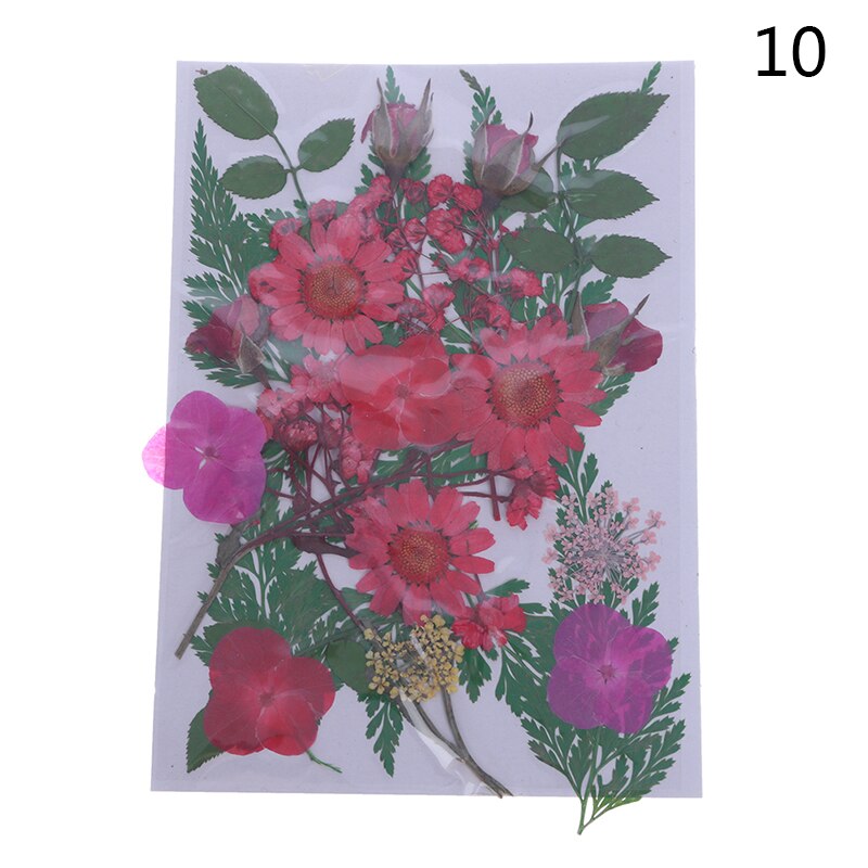 Dried Flowers specimen Pressed Scrapbook Bookmark Card DIY Art Craft Decor