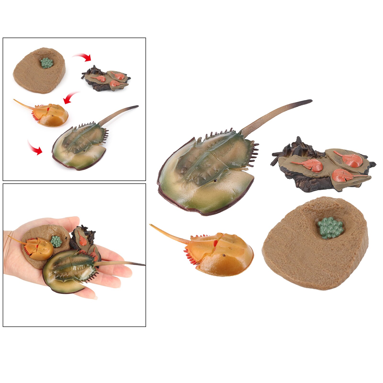 4 Stages Life Cycle of A Dragonfly, Insects Plastic Toy Figure - Authentic