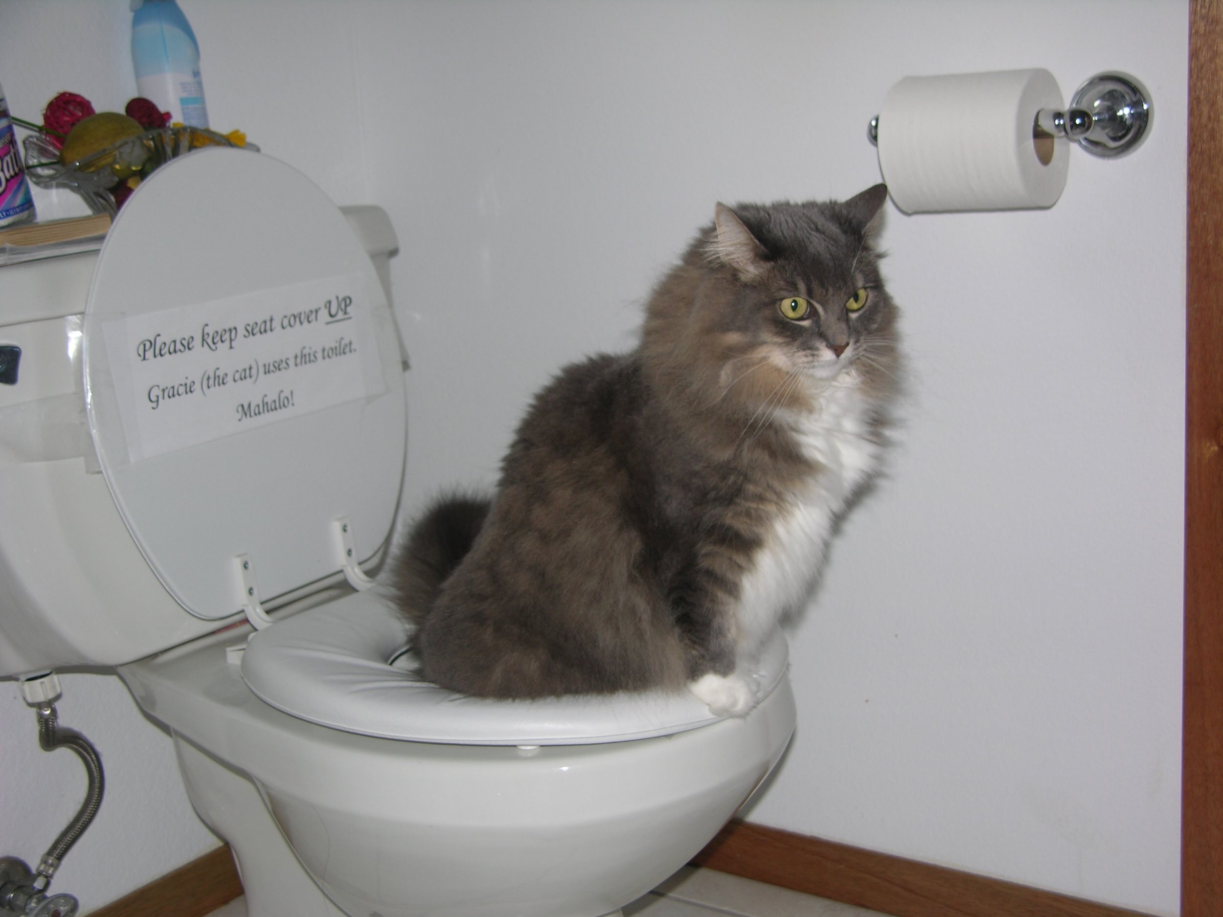 Katze Toilette Ausbildung Bausatz Haustier Wurf Kasten Tablett einstellen Katzenstreu matt Katzen Wc Trainer Wc Haustier Sauber Trainning werkzeug