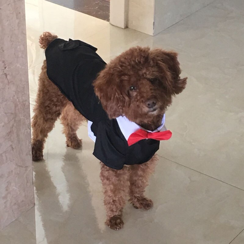 Vêtements de mariage pour chiens domestiques | Smoking pour chiot, noir, pour hommes, chiens, chats, Chihuahua, caniche, Bichon, robe de mariage
