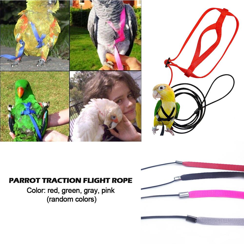 Parrot Harness And Leash Flying Anti-bite Traction Rope Bird Training ...