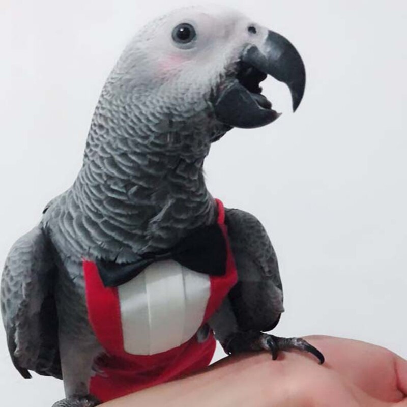 Leuke Vogels Vlucht Pak Met Vlinderdas Papegaaien Leuke Schooluniform Smoking Business