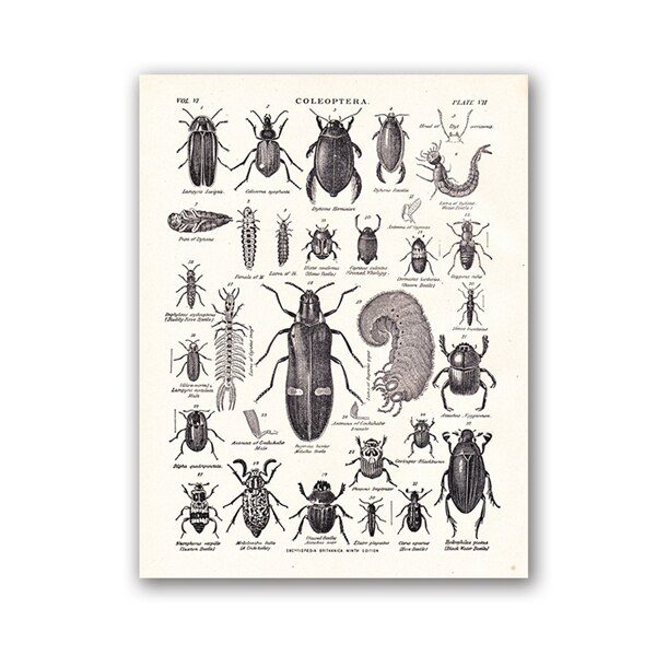 Vintage De Kever Familie Print Biologie Onderwijs Poster Van 1904 Encyclopedie Britannica Retro Poster Kraftpapier: Blauw / 42x30cm No Frame