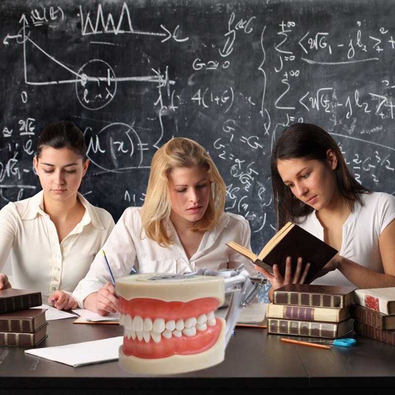 Teaching Model Teeth Model for Dentist to Communicate with Patients Standard Teeth Models with 28 Teeth and Soft Gum