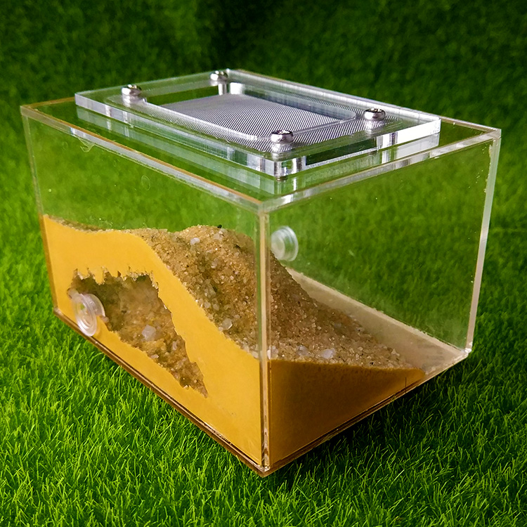 [Ants Dealer] Dsigned Ants Farm Ants Nest Formicarium for Young Queens or Small cononies messor & Camponotus