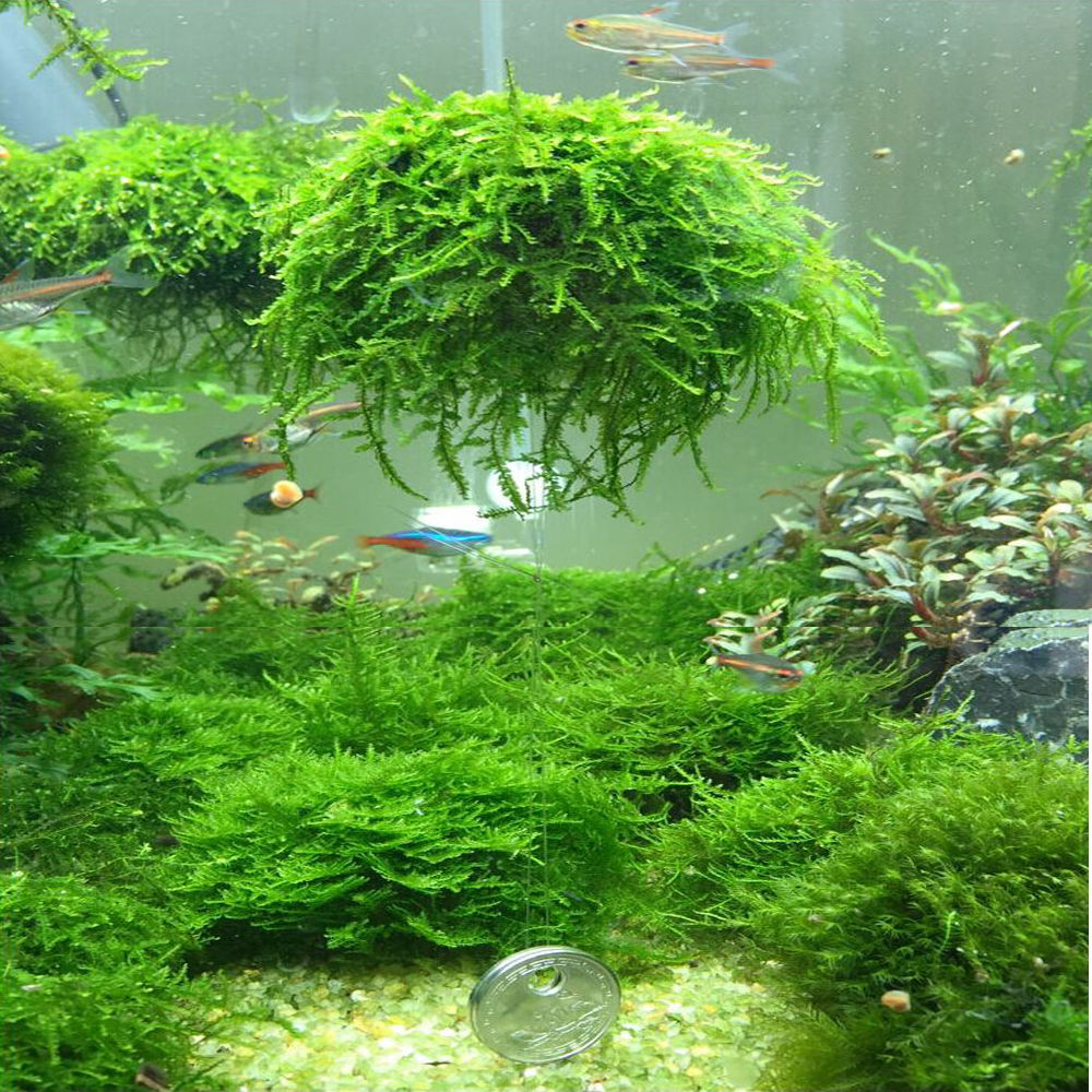 Bola de musgo para acuario, filtro de planta viva, decoración divertida, 5cm, novedad de