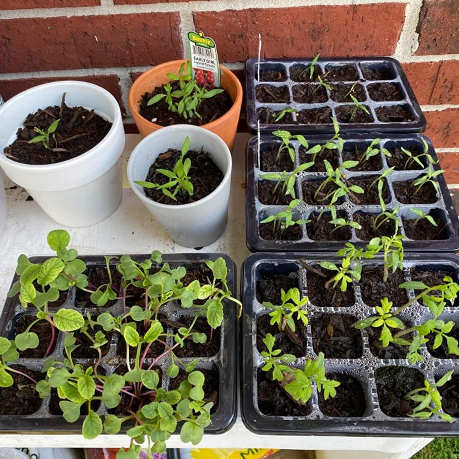 Germination Box Seed Starter Kit 10PCS Plastic 12 Cells Nursery Pots With Dome And Base Gardening Supplies Seedling Trays