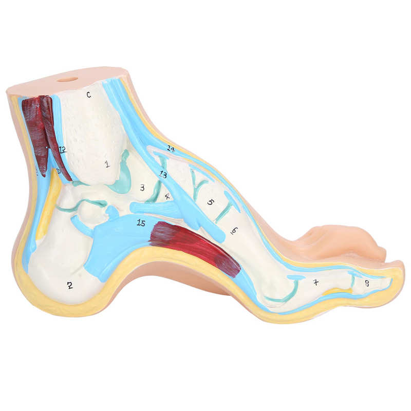 Modelo de pie humano, adultos, Lifesize, enseñanza, investigación, muestra en detalle, pantalla muscular, accesorios: Arch foot