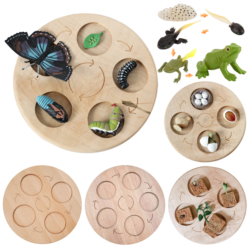 Bordo del ciclo di vita animale in legno giocattoli per bambini supporti didattici Montessori ciclo di crescita delle piante modello Set giocattoli educativi per la scienza della vita