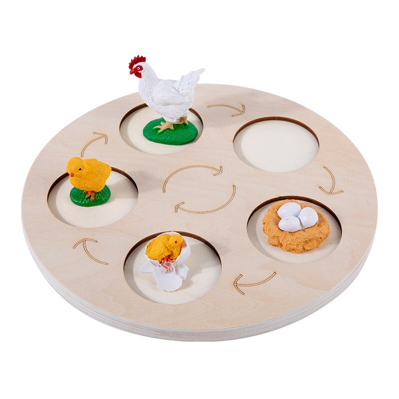 Montessori Teaching Aids Wooden Animal Life Cycle Board Children Toys Plant Growth Cycle Model Set Life Science Educational Toy