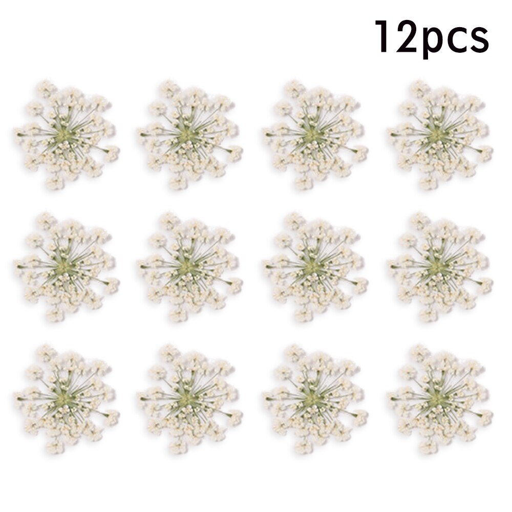 12/30Pcs Pressed Dried Ammi Majus Flower Dry Plants Necklace Jewelry Making Craft DIY Accessories Artificial Flower Decorations: 02